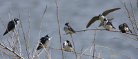 Tree Swallows